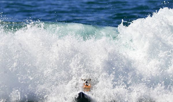 Cute Pups Show Off Skills at Surf City Surf Dog Contest in California Cute Pups Show Off Skills at Surf City Surf Dog Contest in California - Sputnik International