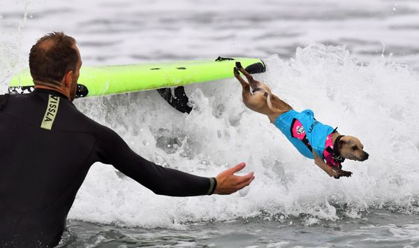 Cute Pups Show Off Skills at Surf City Surf Dog Contest in California Cute Pups Show Off Skills at Surf City Surf Dog Contest in California - Sputnik International
