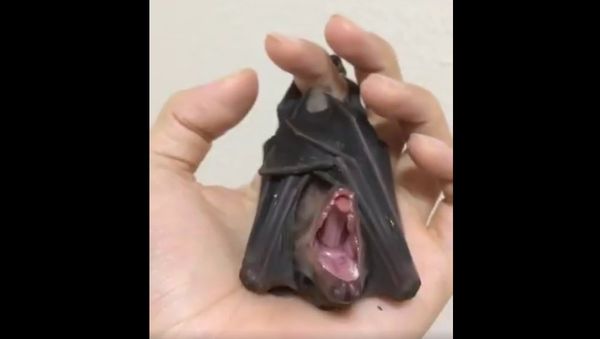 Bat - Sputnik International