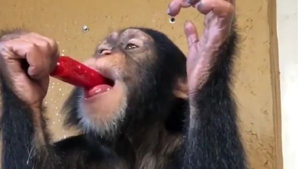 Zoological Wildlife Foundation - Sputnik International