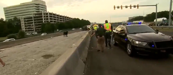 Where’s the Beef?: Overturned Trailer Releases Cattle Onto US Interstate Where’s the Beef?: Overturned Trailer Releases Cattle Onto US Interstate - Sputnik International