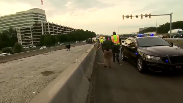 Where’s the Beef?: Overturned Trailer Releases Cattle Onto US Interstate - Sputnik International