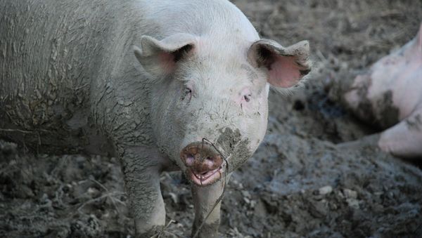 Pigs - Sputnik International