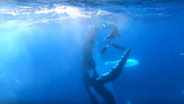 Incredible Moment Humpback Whale High Fives Diver - Sputnik International