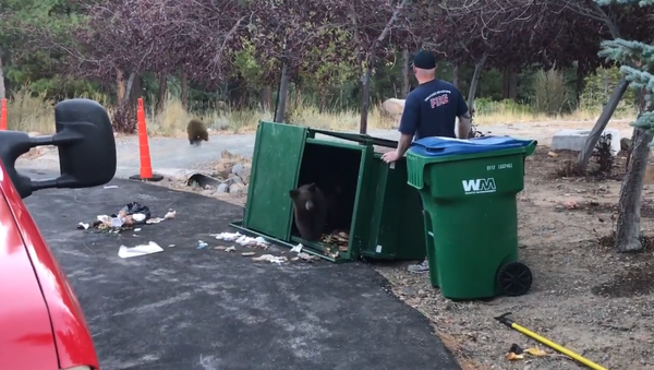 No Goldilocks: Fireman Frees Brown Bear Trio From Overturned Dumpster - Sputnik International