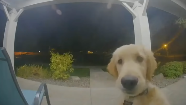 Runaway Golden Retriever Puppy Returns, Rings Doorbell for Entry - Sputnik International