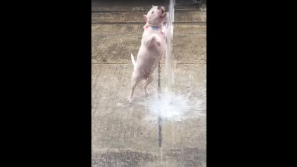 Dog Shower - Sputnik International