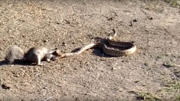 Squirrel Takes on a Snake to Defend Its Home - Sputnik International