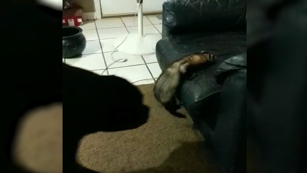 Pooch Gives Flailing Ferret a Boost - Sputnik International