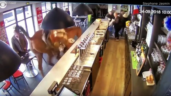 Horse runs into French sports bar, sends patrons running Horse runs into French sports bar, sends patrons running - Sputnik International