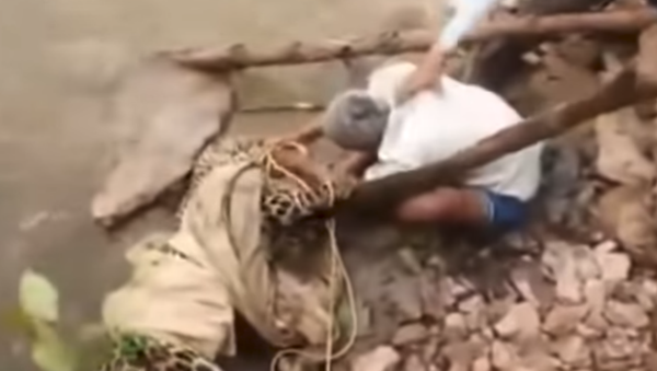 Man in India attempts to rope leopard during rescue operation but gets attack instead Man in India attempts to rope leopard during rescue operation but gets attack instead - Sputnik International