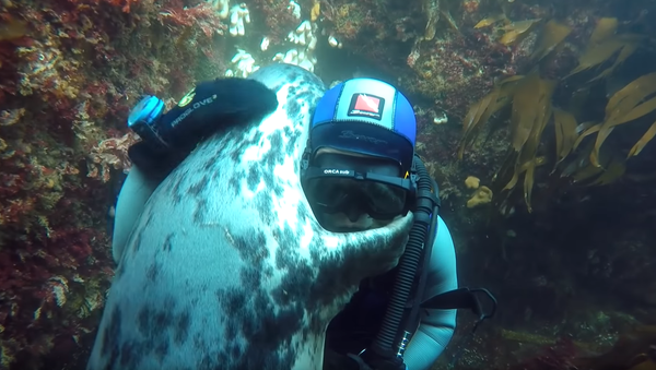 ‘Dive Buddies’: Wild Grey Seal Pup Embraces Diver - Sputnik International