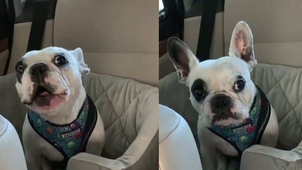 Fed Up Frenchie Goes Viral With New Grievances - Sputnik International