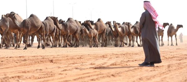 Camels Camels - Sputnik International