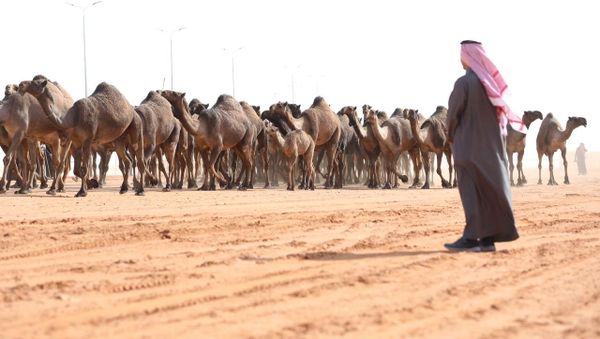 Why Plastic Surgery for Camels is Banned in Saudi Arabia - Sputnik International