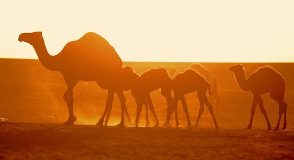 Camels Camels - Sputnik International