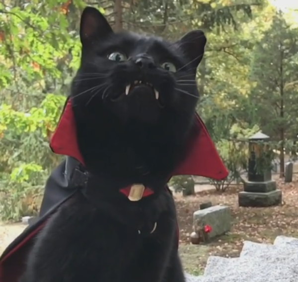 Black Cat With Vampire Fangs Black Cat With Vampire Fangs - Sputnik International