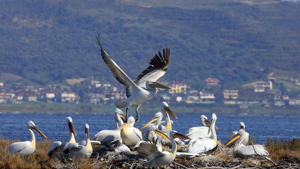 This colony of Dalmatian penguins in the Karavasta National Park in Albania could be threatened by the proposed resort - Sputnik International