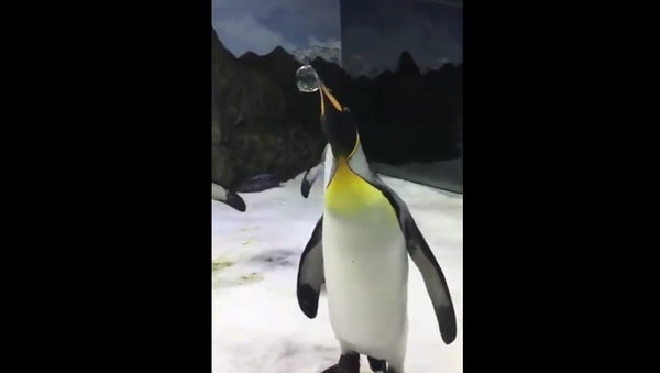 Penguins playing with soap sods. - Sputnik International