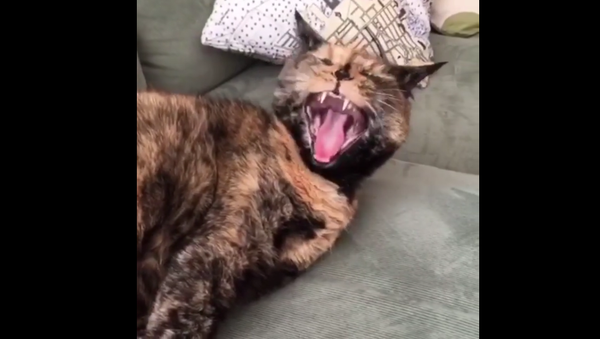 Ralph the cat compilation photo - Sputnik International