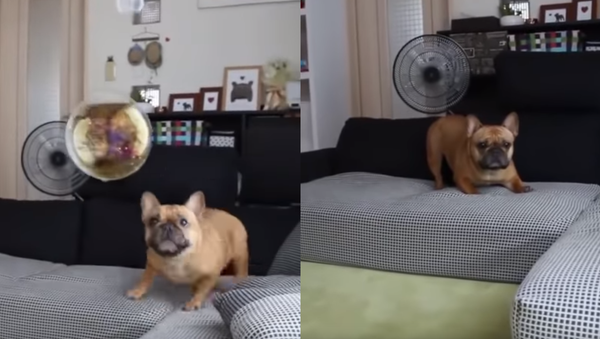 French Bulldog Perplexed by Popped Bubble - Sputnik International
