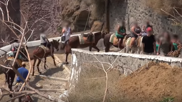 Donkeys on Santorini Abused and Used as Taxis Donkeys on Santorini Abused and Used as Taxis - Sputnik International