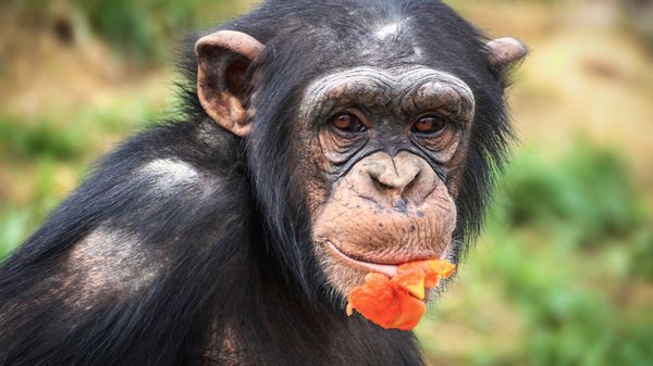 Chimpanzee - Sputnik International