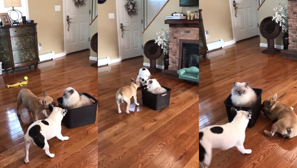 Mush? French Bulldogs Cart Cat Around in Style - Sputnik International