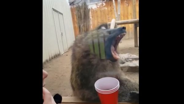 Prankster baboon - Sputnik International