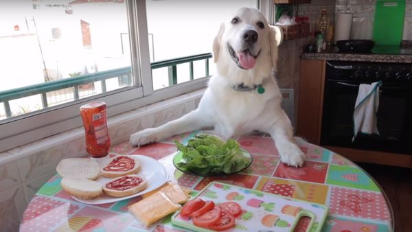 Dog Makes Hamburger - Sputnik International