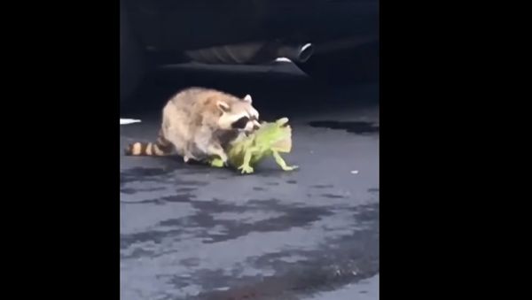 Racoon vs Iguana Racoon vs Iguana - Sputnik International