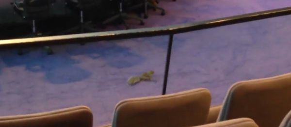 Squirrel Meeting - Sputnik International