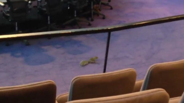 Squirrel Meeting - Sputnik International