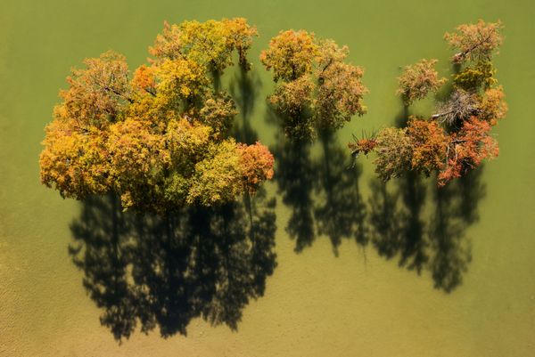 Bald Cypresses in Russian Krasnodar Krai - Sputnik International