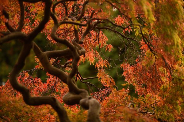 Botanical Garden in Dublin, Ireland - Sputnik International