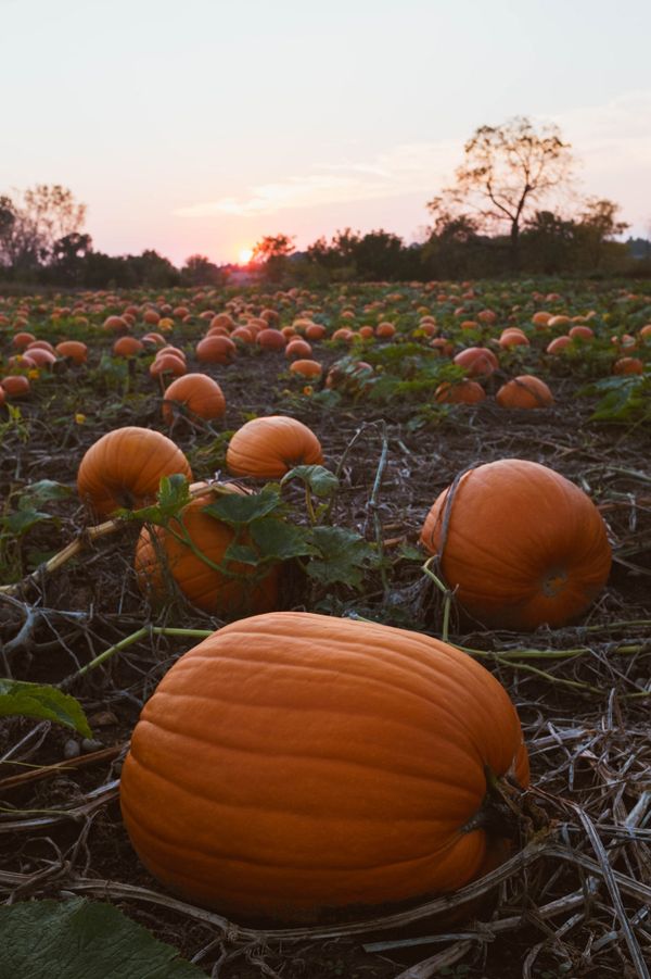 Ripe Pumpkins in US - Sputnik International