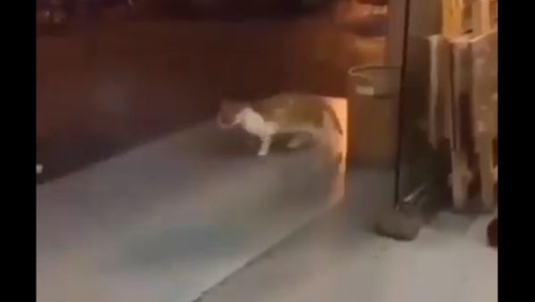 Cat walk - Sputnik International