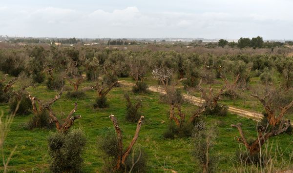 Xylella fastidiosa has decimated olive trees in Gallipoli, near Lecce, in the Puglia region of Italy - Sputnik International