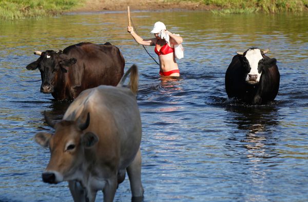 Russian Girl Driving Cows Russian Girl Driving Cows - Sputnik International