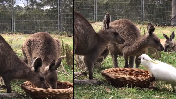 Cocky Cockatoo Snags Kangaroos’ Snacks - Sputnik International