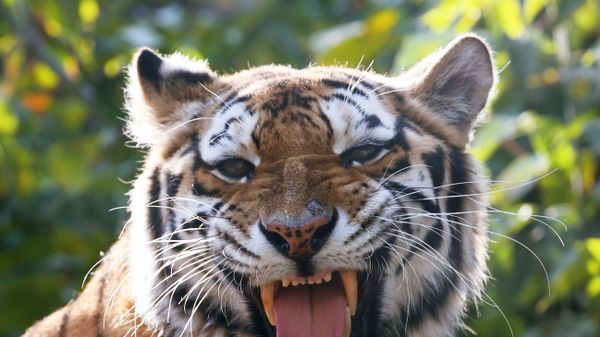 Tiger - Sputnik International
