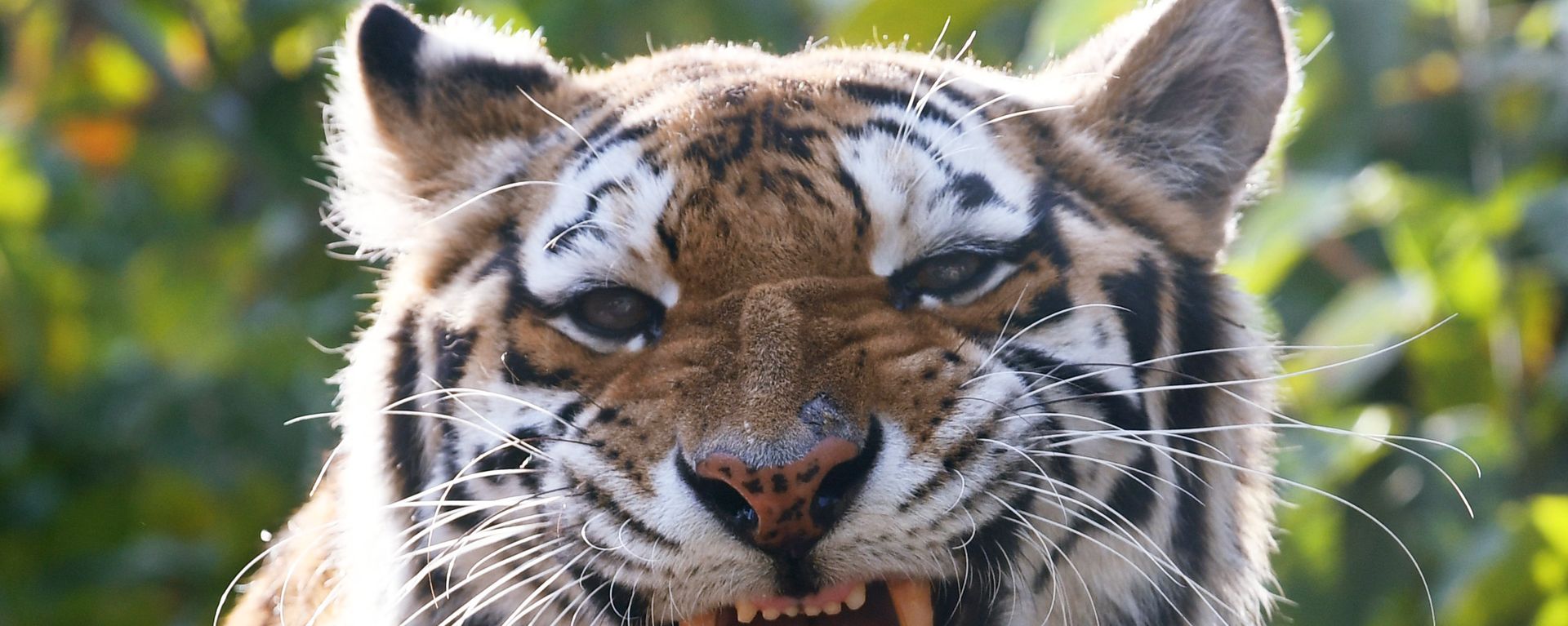 Tiger Tiger - Sputnik International, 1920, 05.09.2022