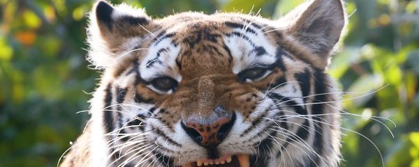Tiger - Sputnik International