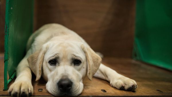 Labrador Retriever - Sputnik International