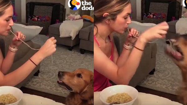 #NationalPastaDay: Golden Retriever Remixes ‘Lady and the Tramp’ Spaghetti Scene - Sputnik International
