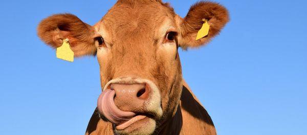 Cow Cow - Sputnik International