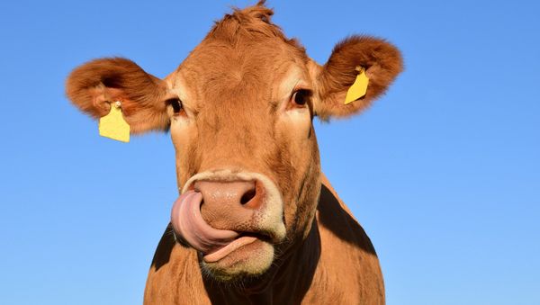 Cow - Sputnik International
