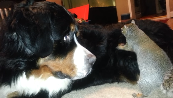 ‘Uh, Excuse Me?’ Squirrel Attempts to Bury Acorn in Bernese Mountain Dog’s Fur - Sputnik International