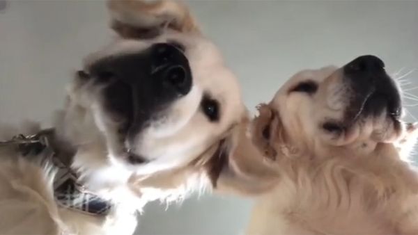 Two Golden Retrievers Trying to Take Selfie - Sputnik International