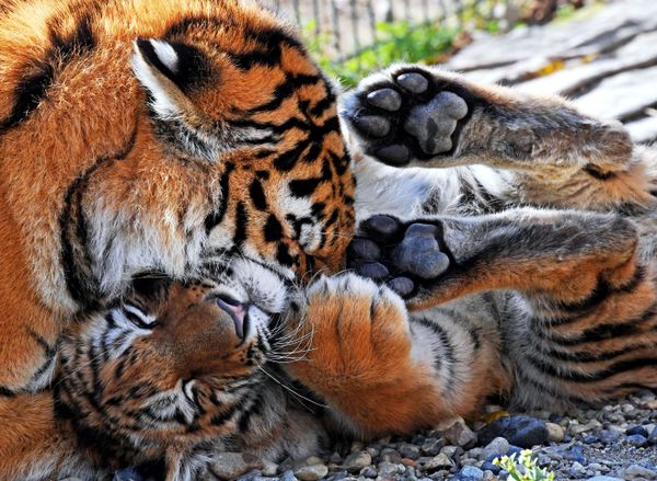 This Week in Pictures: October 13 - 19 This Week in Pictures: October 13 - 19 - Sputnik International